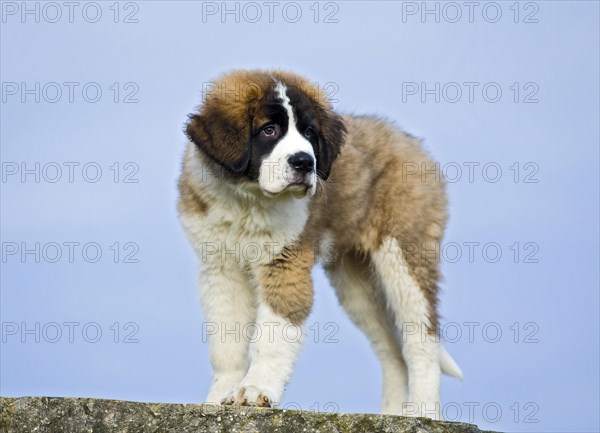 Saint Bernard puppy standing on a boulder