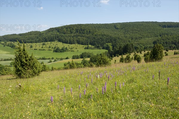 Juniper pastures