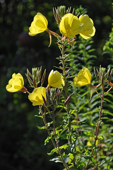 Common Evening Primrose (Oenothera biennis)