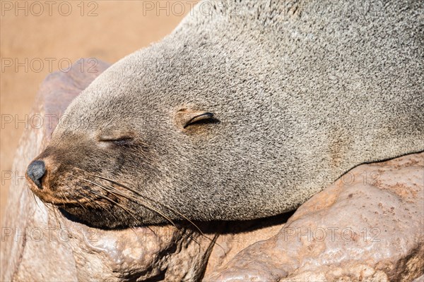 Sleeping Brown Fur Seal or Cape Fur Seal (Arctocephalus pusillus)