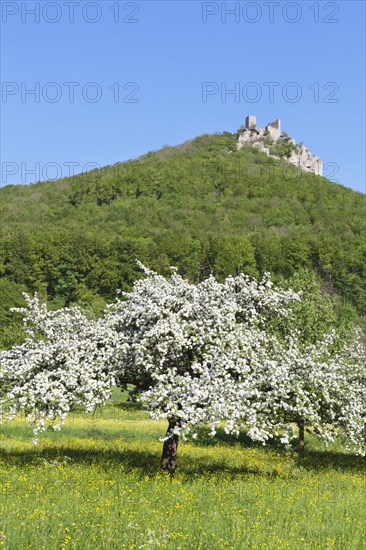 Reussenstein castle ruins above Neidlingen Valley