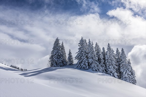 Group of coniferous trees with snow and hoarfrost
