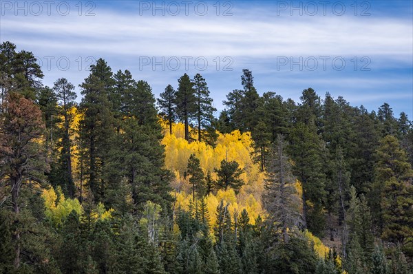 Autumnally colored Common aspens (Populus tremula) between Coniferous Forest