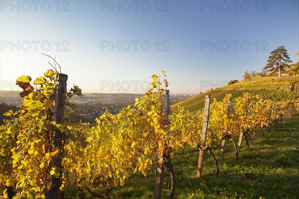 Vineyard in the evening light in autumn