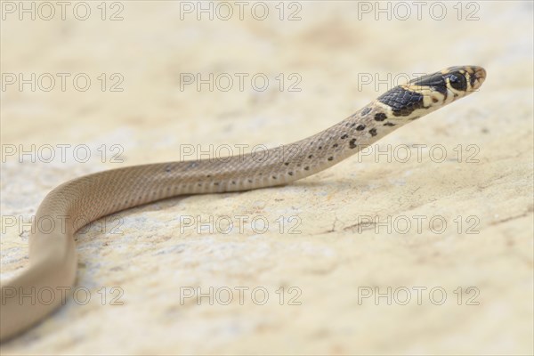 Ring-headed Dwarf Snake (Eirenis modestus)