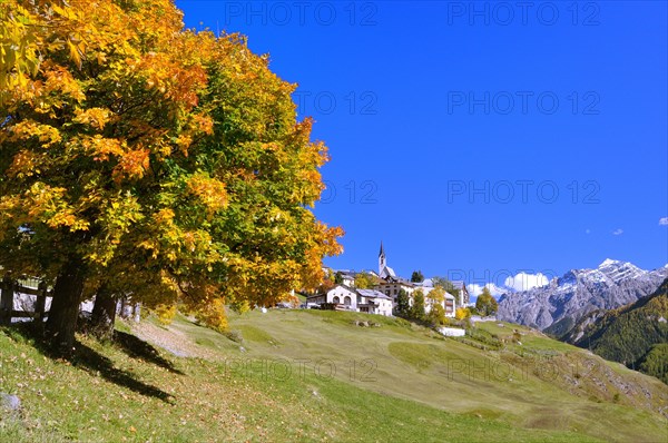 Autumnal tree