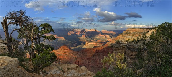 Gnarled old pine (Pinus) at the Grand Canyon