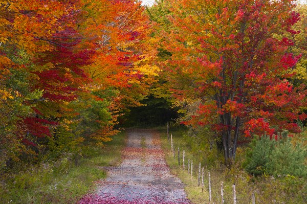 Country road in autumn