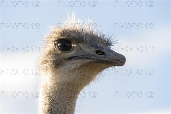 Common Ostrich (Struthio camelus)