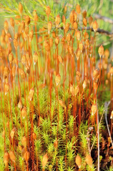 Common Hair Cap Moss