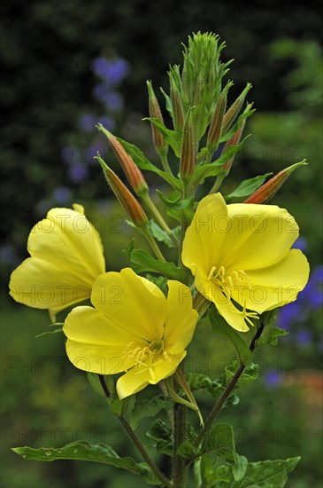 Common Evening Primrose (Oenothera biennis)