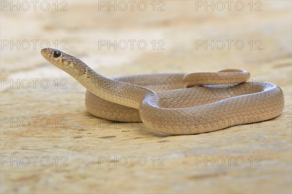 Ring-headed Dwarf Snake (Eirenis modestus)