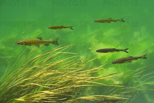 European Chub (Leuciscus cephalus)