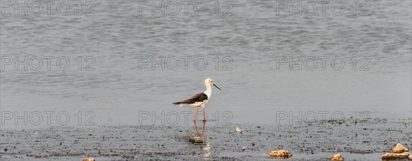 Black-winged Stilt (Himantopus himantopus)