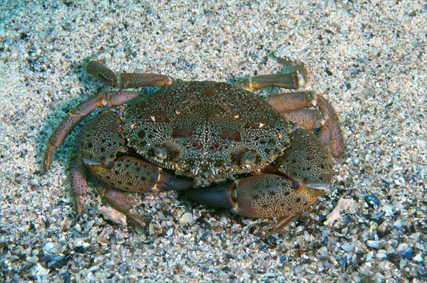 Warty Crab