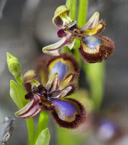 Mirror Orchid (Ophrys speculum)