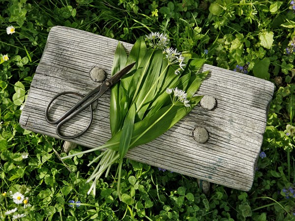 Wild Garlic (Allium ursinum)