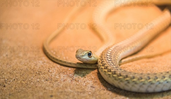 Namib Sand Snake (Psammophis namibensis)