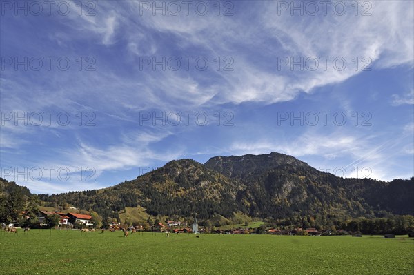 Pasture with cows in front of Bad Oberdorf