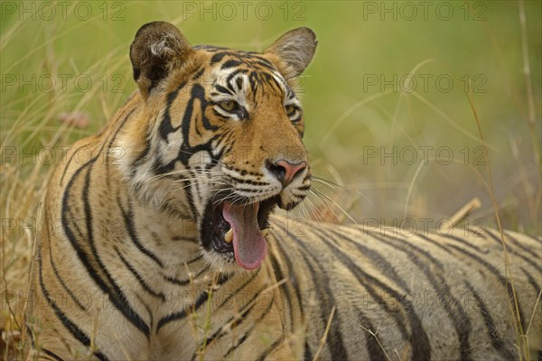 Bengal Tiger (Panthera tigris tigris)