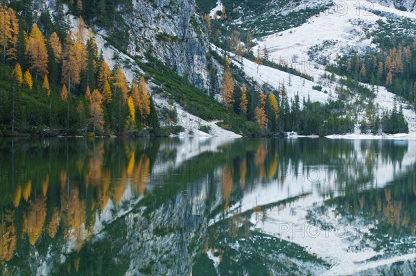 Larch trees with autumnal discolouring