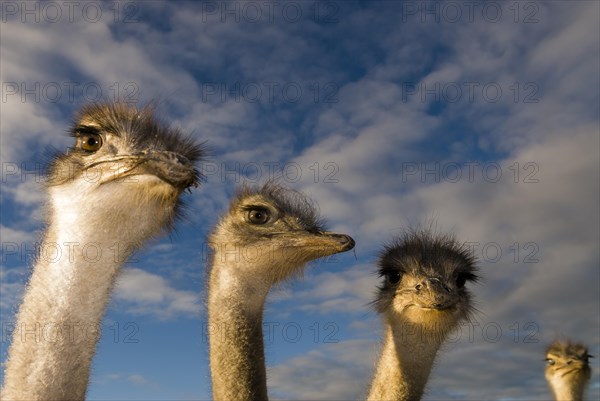 African Ostriches (Struthio camelus)