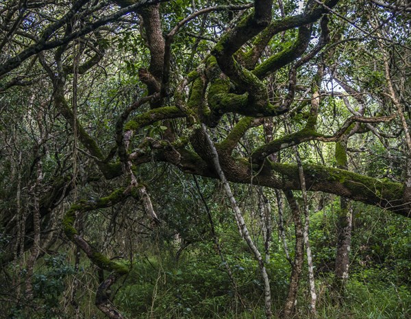 Milkwood Forest