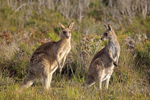 Eastern Grey kangaroos (Macropus giganteus)