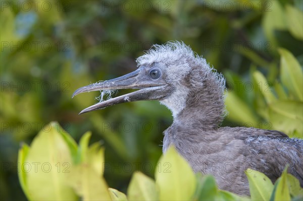 Red-footed Booby (Sula sula) juvenile