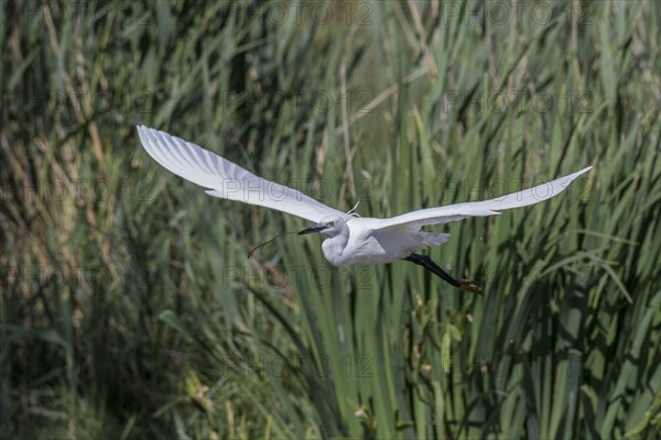 Flying Little Egret (Egretta garzetta)