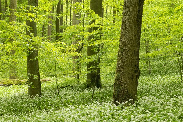 European Beech or Common Beech forest (Fagus sylvatica) with flowering Wild Garlic (Allium ursinum)