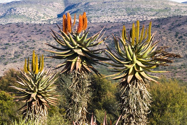 Cape Aloe (Aloe ferox)