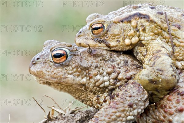 Common Toad or European Toad (Bufo bufo)