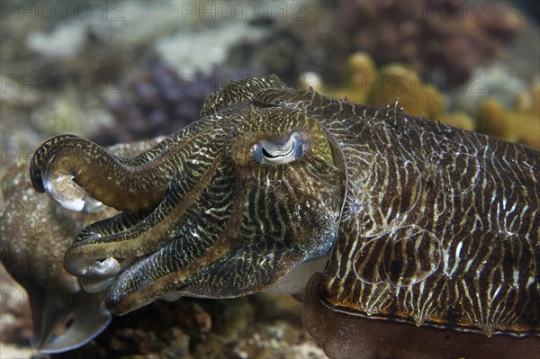 Pharaoh Cuttlefish (Sepia pharaonis)