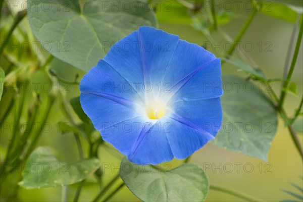 Heavenly Blue Morning Glory (Ipomoea tricolor)