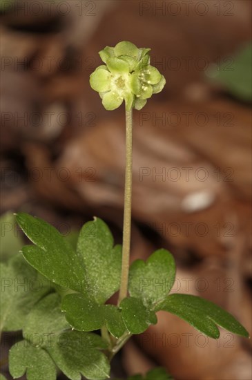 Moschatel (Adoxa moschatellina)