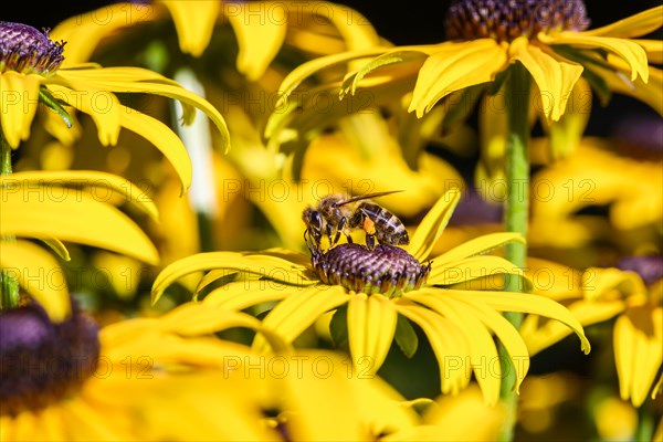 Honey bee (Apis mellifera) sits on yellow flower