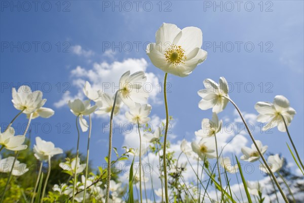 Snowdrop Anemones (Anemone sylvestris) flowers against a blue sky