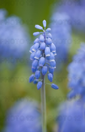 Small Grape Hyacinth (Muscari botryoides)