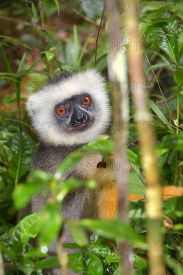 Diademed Sifaka (Propithecus diadema)