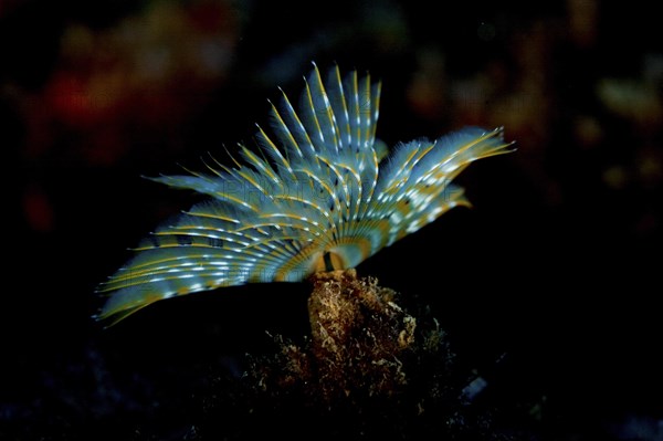 Mediterranean Fanworm or Feather Duster Worm (Sabella spallanzanii)