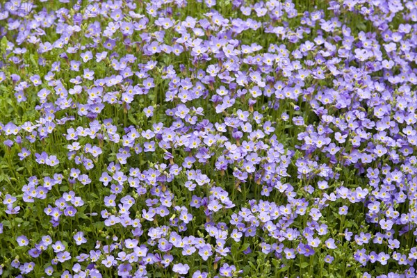 Aubrieta (Aubrieta gracilis)