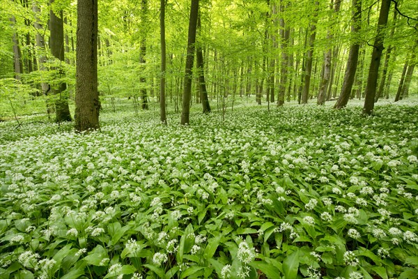 European Beech forest (Fagus sylvatica) with flowering Wild Garlic or Ramsons (Allium ursinum)