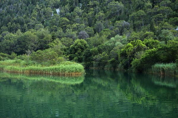 Krka river with reeds