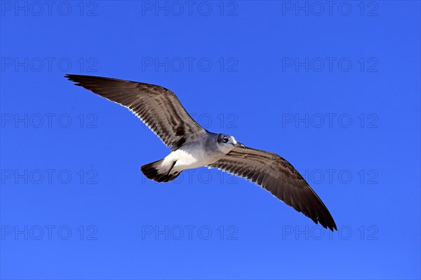 Laughing Gull (Larus atricilla)