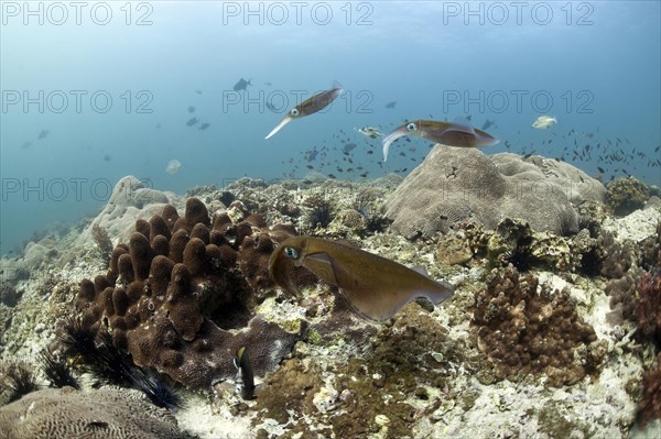 Bigfin Reef Squid (Sepioteuthis lessoniana)