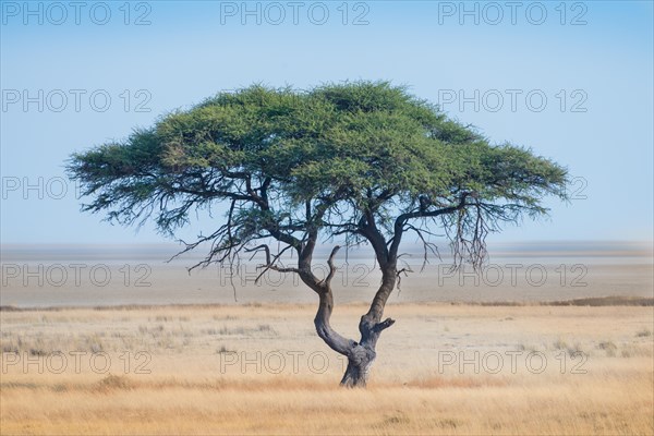 Umbrella Thorn (Acacia tortilis)