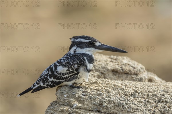 Pied Kingfisher (Ceryle rudis)