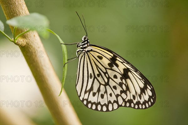 Paper Kite or Large Tree Nymph (Idea leuconoe)