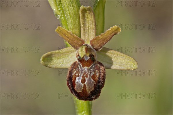 Early Spider Orchid (Ophrys sphegodes)